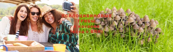 шишки Аркадак